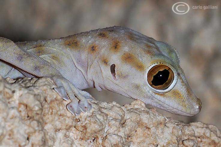 Geko deserto : ptyodactylus hasselquisti